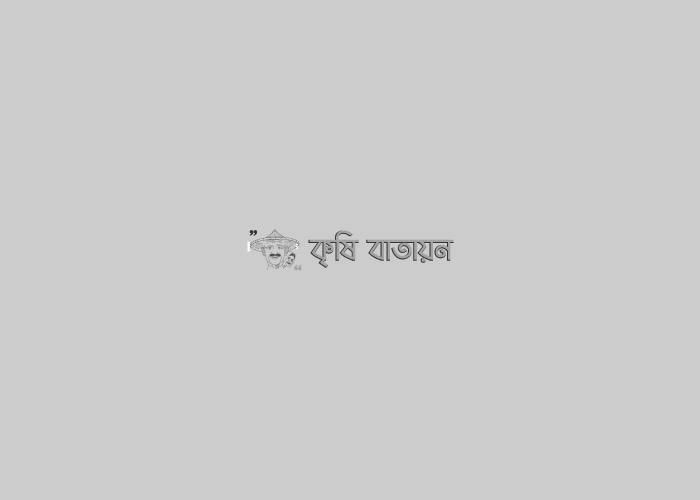 সফেদা