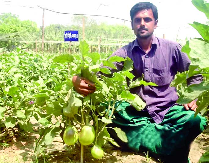 কৃষিতে নতুন জাত, সম্ভবনা ও খাদ্য নিরাপত্তা