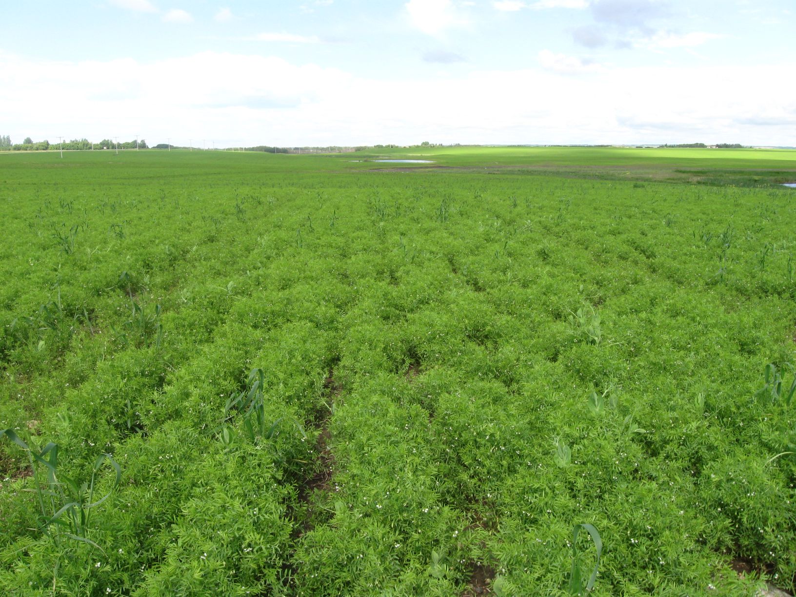 মুসুর এর বালাই ব্যবস্থাপনা