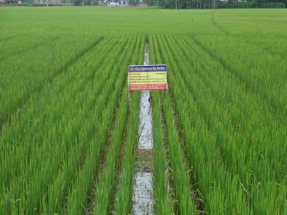 কৃষক পর্যায়ে বীজ উৎপাদন, ধান বীজ চাহিদার স্থায়ী সমাধান