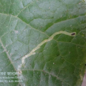 ধুন্দলের পাতা সুড়ঙ্গকারী পোকা