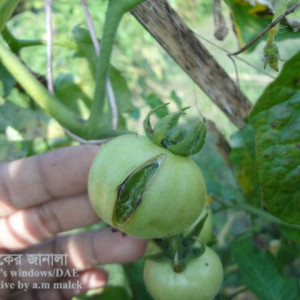 টমেটোর ফল ফেটে যাওয়া সমস্যা