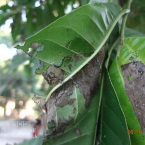 আাতা ফলের পাতা মোড়ানো পোকা