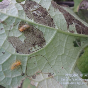 ধুন্দলের কাঁঠালে পোকা