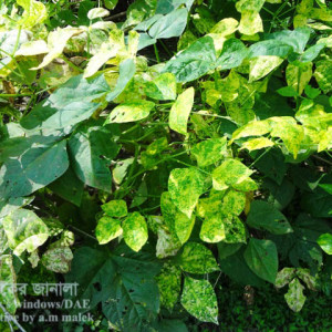 বরবটির ভাইরাসজনিত রোগ