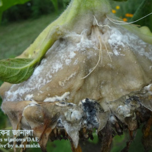 সূর্যমুখীর হোয়াইট মোল্ড রোগ