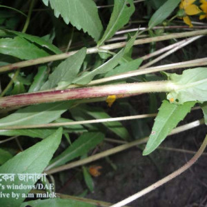 গর্জন তিলের কান্ড পচা রোগ