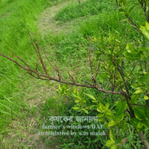 কমলার আগামরা রোগ