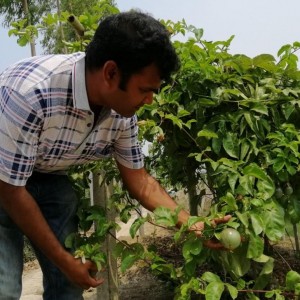 বেগুনি-‘প্যাশন-ফল’-চাষ-হচ্ছে-নওগাঁয়