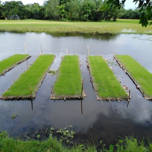 ভাসমান বীজতলা